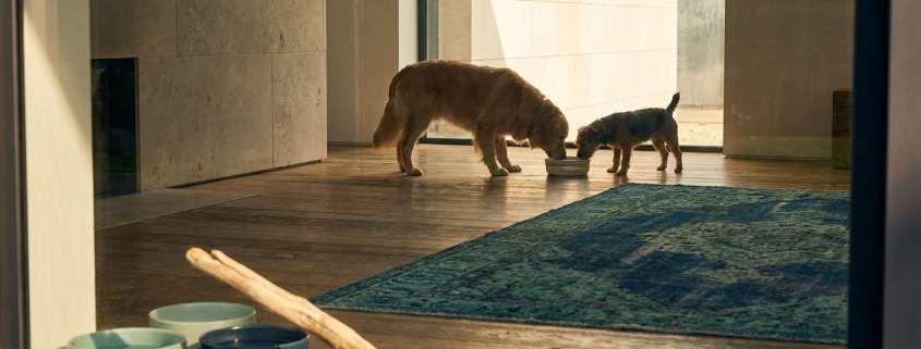 a tense moment as two dogs stare at each other over a shared food bowl.
