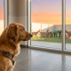 a golden retriever puppy calmly sits amidst a playful group of dogs in a sunny daycare.
