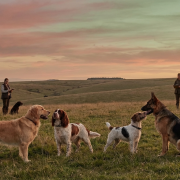 multiple people and their dogs in a field at sunset, assessing multi dog compatibility assessment.