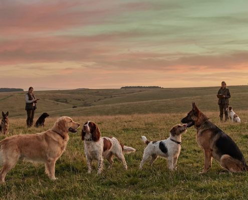 multiple people and their dogs in a field at sunset, assessing multi dog compatibility assessment.