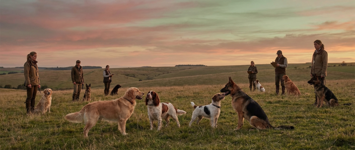 multiple people and their dogs in a field at sunset, assessing multi dog compatibility assessment.