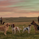 multiple people and their dogs in a field at sunset, assessing multi dog compatibility assessment.