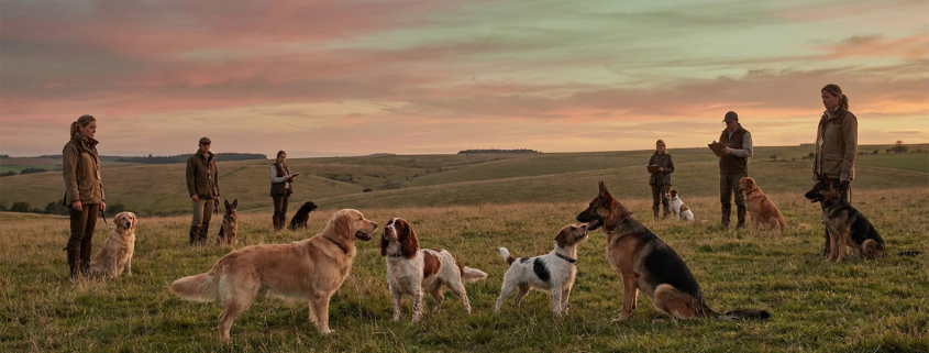 multiple people and their dogs in a field at sunset, assessing multi dog compatibility assessment.