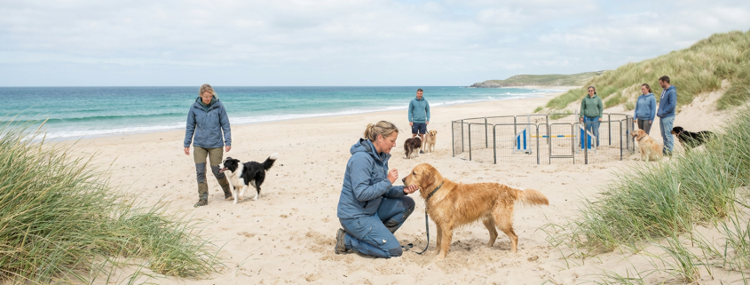 people dog training on a sandy beach by the ocean, with vacation dog training activities.