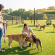 two women and multiple dogs on green turf for summer dog daycare preparation