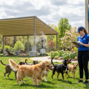 dogs playing in outdoor dog daycare weather, 76°f partly sunny, with a staff member and misting fan.