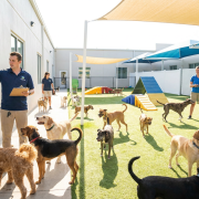 staff managing summer daycare dogs at an outdoor facility, checking schedules and interacting.