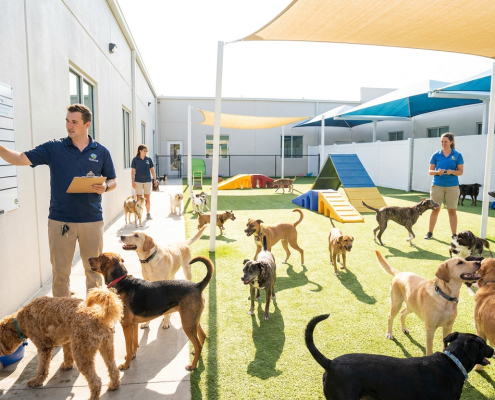 staff managing summer daycare dogs at an outdoor facility, checking schedules and interacting.