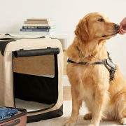 Vacation Training Prep Getting Dogs Ready for Summer Travel Plans golden retriever getting a treat next to an open soft crate, ready for dog vacation training.