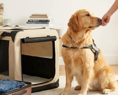 golden retriever getting a treat next to an open soft crate, ready for dog vacation training.