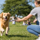 golden retriever running towards a person with outstretched arms in a grassy park demonstrating dog recall at the park