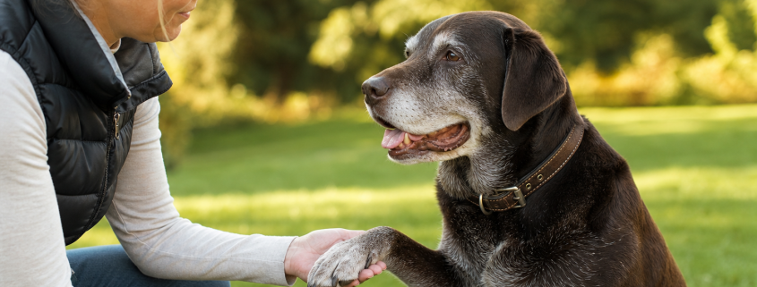 woman holding a senior chocolate lab's paw, demonstrating senior dog training techniques.