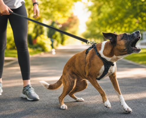person holding leash while reactive dog barks and pulls, demonstrating reactive dog leash training.
