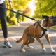 person holding leash while reactive dog barks and pulls, demonstrating reactive dog leash training.