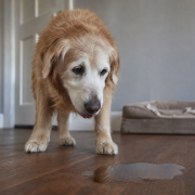 Housetraining Adjustments for Age-Related Changes in Older Canines golden retriever senior dog looking down at a puddle on the floor, indicating issues with senior dog housetraining.