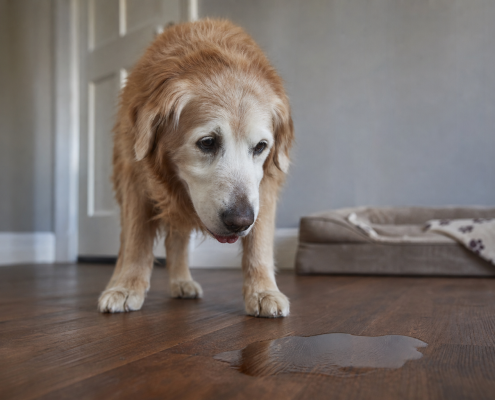 golden retriever senior dog looking down at a puddle on the floor, indicating issues with senior dog housetraining.