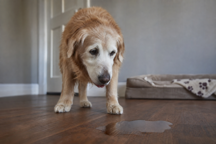 golden retriever senior dog looking down at a puddle on the floor, indicating issues with senior dog housetraining.
