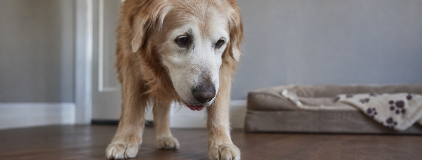 golden retriever senior dog looking down at a puddle on the floor, indicating issues with senior dog housetraining.