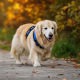 golden retriever wearing a blue harness walking on a path, perfect for low-impact exercises senior dogs.