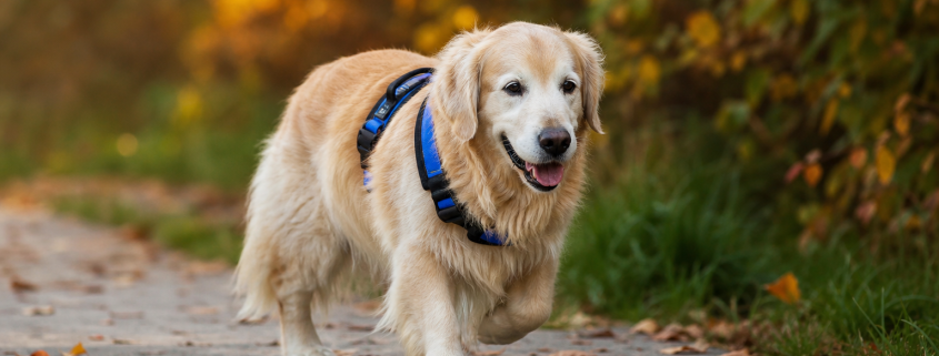 golden retriever wearing a blue harness walking on a path, perfect for low-impact exercises senior dogs.