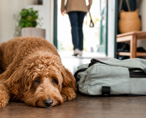 golden doodle resting next to a bag, person leaving for dog training consistency daycare.