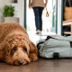 golden doodle resting next to a bag, person leaving for dog training consistency daycare.