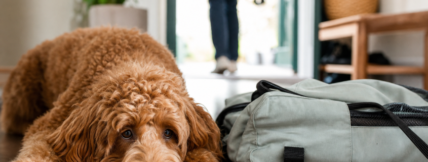 golden doodle resting next to a bag, person leaving for dog training consistency daycare.