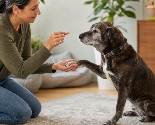 woman giving senior dog training rewards, holding a treat while dog shakes her hand.