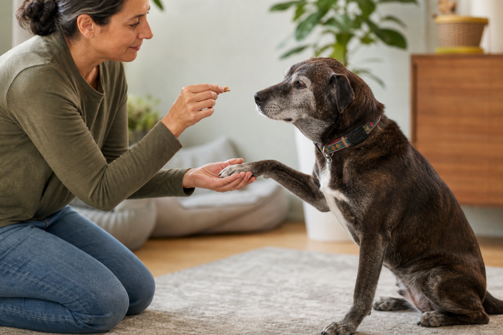 woman giving senior dog training rewards, holding a treat while dog shakes her hand.