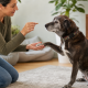 woman giving senior dog training rewards, holding a treat while dog shakes her hand.