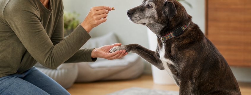 woman giving senior dog training rewards, holding a treat while dog shakes her hand.
