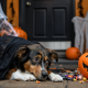 sad dog under black gauze surrounded by halloween candy and decor, highlighting halloween safety dogs.