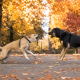 two dogs barking aggressively on leashes, demonstrating a need for leash reactivity training.