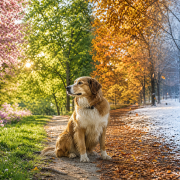 The Role of Positive Reinforcement in Preventing Behavioral Problems During Seasonal Transitions golden retriever sitting on a path showing spring, summer, autumn, and winter seasons, symbolizing positive reinforcement seasonal behavior.